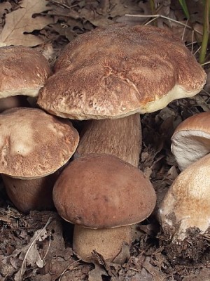 Άγρια μανιτάρια! Τώρα είναι η εποχή τους