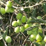 Olive_tree