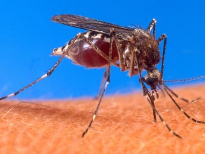 Πρόγραμμα καταπολέμησης κουνουπιών