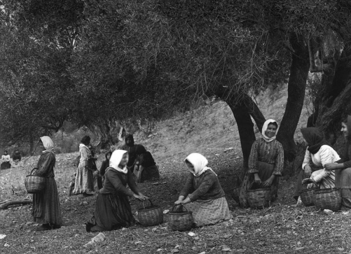 Το μάζεμα της ελιάς στη Πρέβελη Κρήτης, 1911