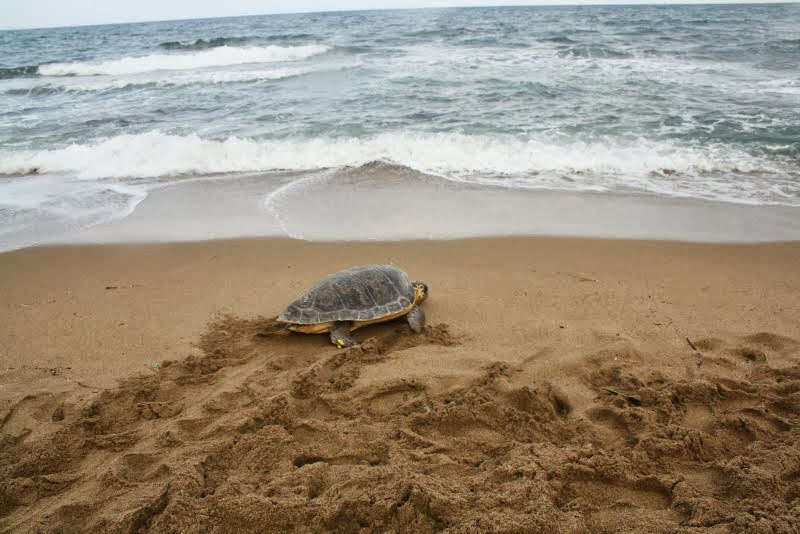 Η προστασία της θαλάσσιας χελώνας Caretta caretta στην Κρήτη κατά το 2013