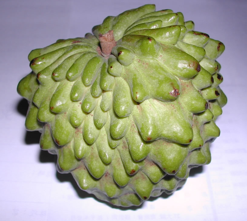 Atemola_(cross_of_Annona_cherimola_and_Annona_squamosa)