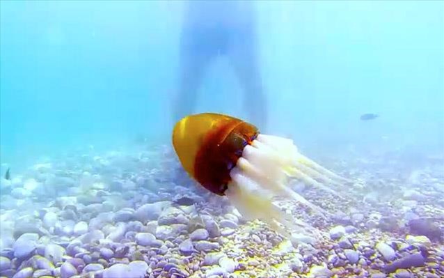 Pομποτικό χταπόδι από τους ερευνητές του ΙΤΕ για τη θαλάσσια ζωή | βίντεο