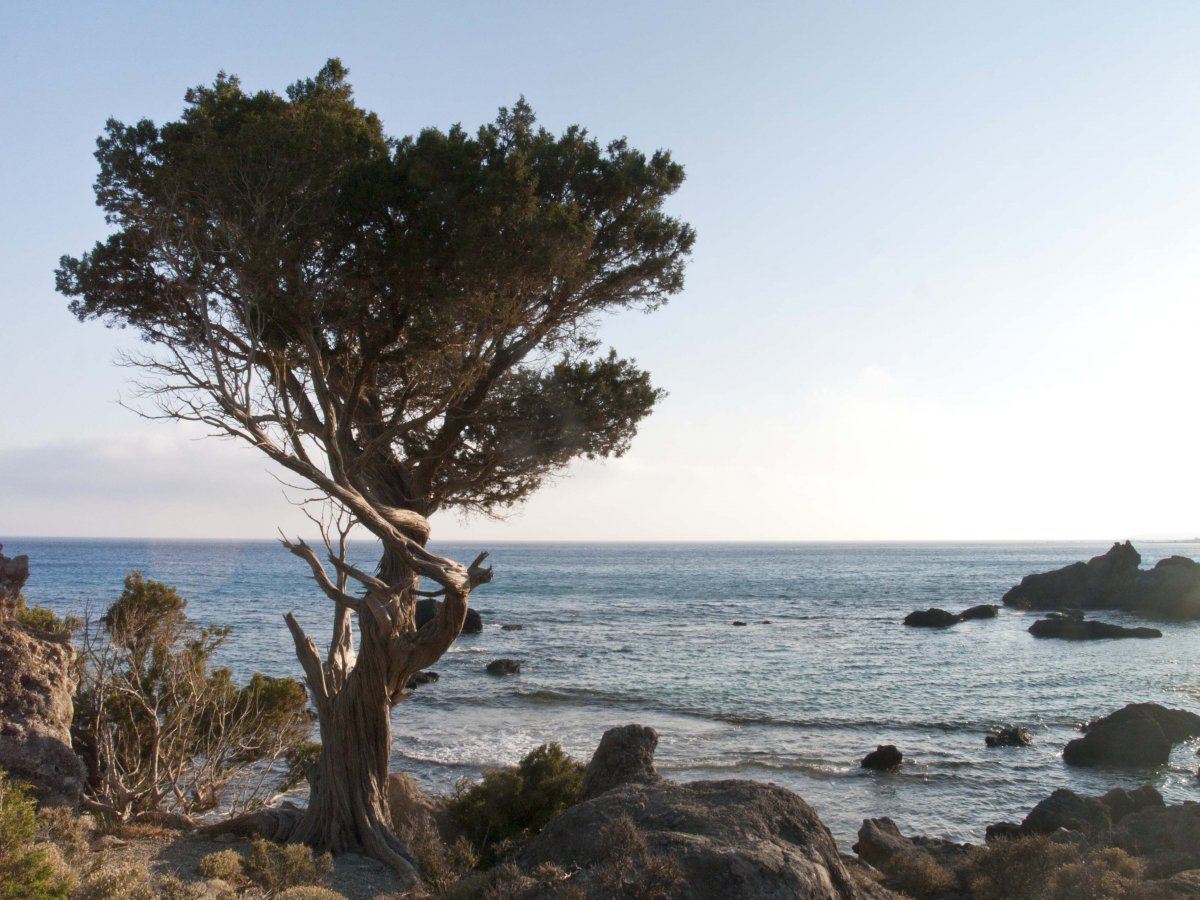 To Κεδρόδασος ανάμεσα στις ωραιότερες άγριες, παρθένες παραλίες της Ευρώπης