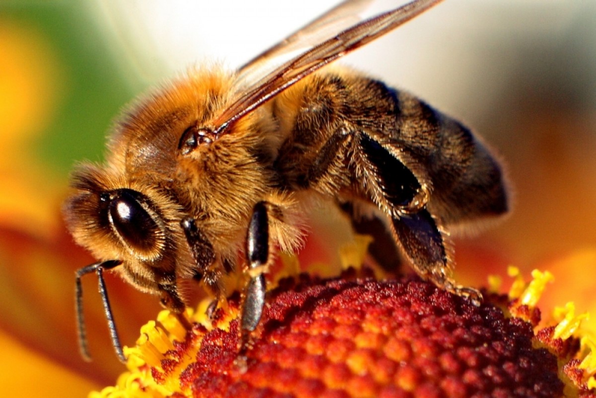 Συνεχίζεται η δραματική μείωση του πληθυσμού μελισσών