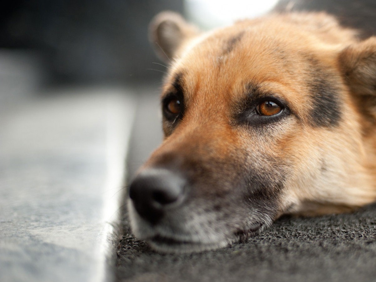 Απάντηση Δήμου Χανίων για τις στειρώσεις αδέσποτων ζώων στα Χανιά  – Εν λειτουργία το Δημοτικό Κτηνιατρείο