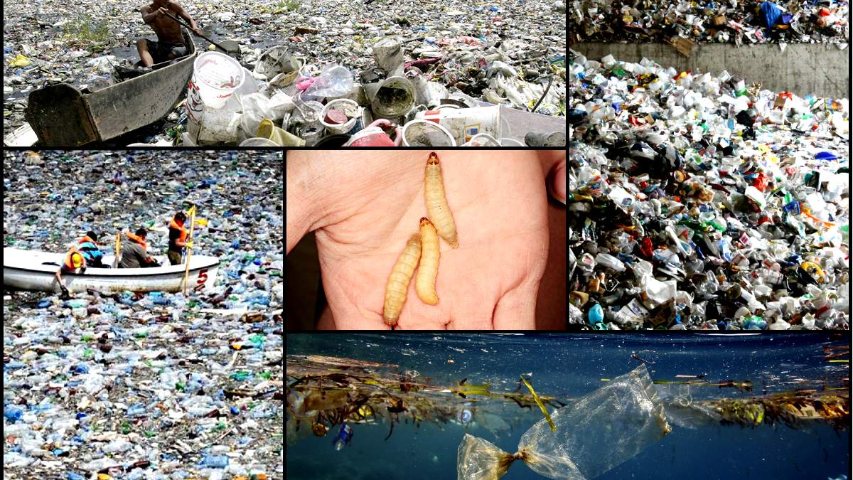 Kάμπια που τρώει πλαστικό μπορεί να σώσει τον πλανήτη από τα πλαστικά;