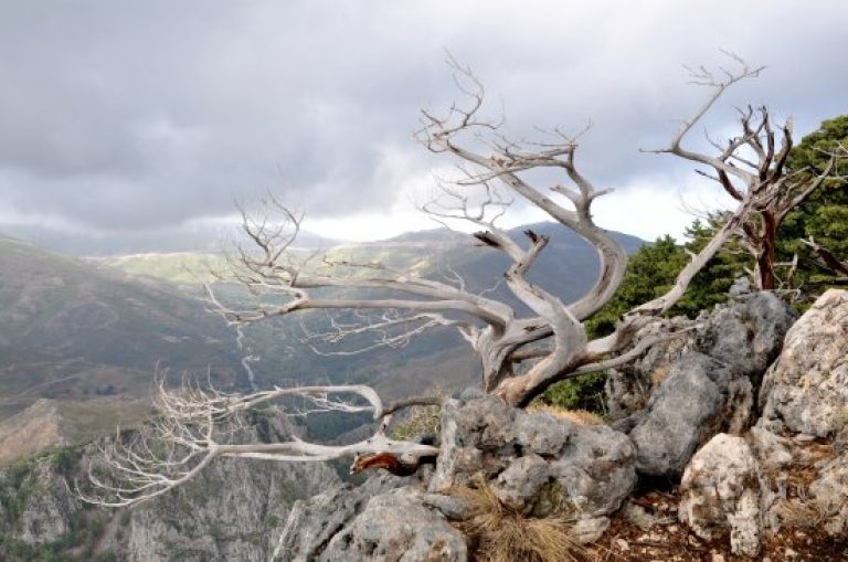 Περίπτερο για τα όρνεα