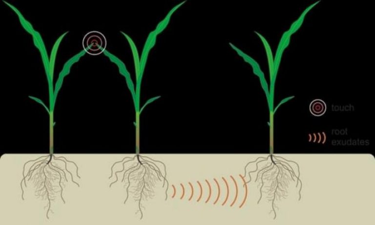 Ανατρεπτική έρευνα: Τα φυτά μιλάνε μεταξύ τους