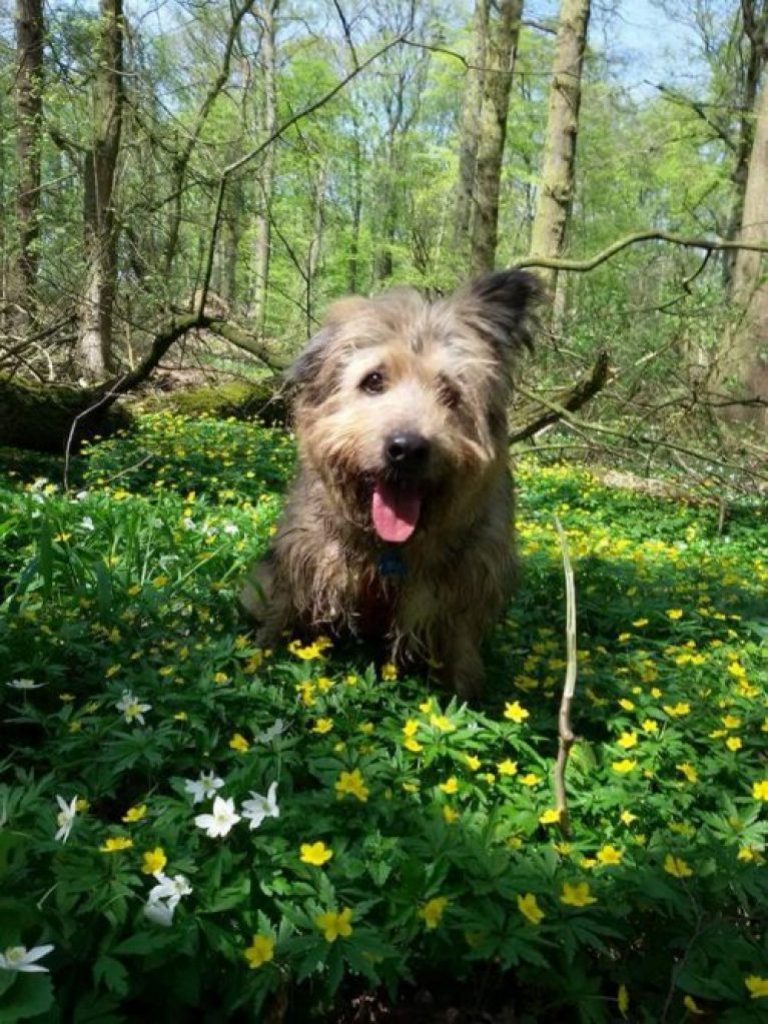 Φράνκι:To αδέσποτο “που δεν έχει ούτε μάτια,ούτε αυτιά,ούτε μαλλιά” από τα Χανιά που έγινε γραμματόσημο στη Γερμανία!