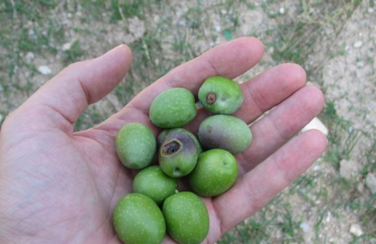 Στο έλεος του δάκου η Κρήτη: «Αν θέλουν να σώσουν την ποιότητα και την ποσότητα του λαδιού τους, πρέπει να παρέμβουν οι ίδιοι», λέει ο Ν. Καλογερής