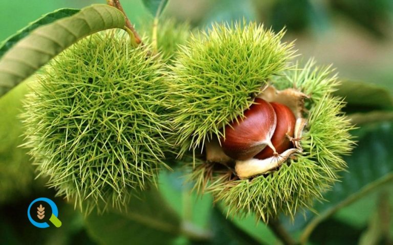 Αντιμέτωπο με τον αφανισμό το κρητικό κάστανο – Έκκληση του ερευνητή Στέφανου Διαμαντή για άμεση δράση