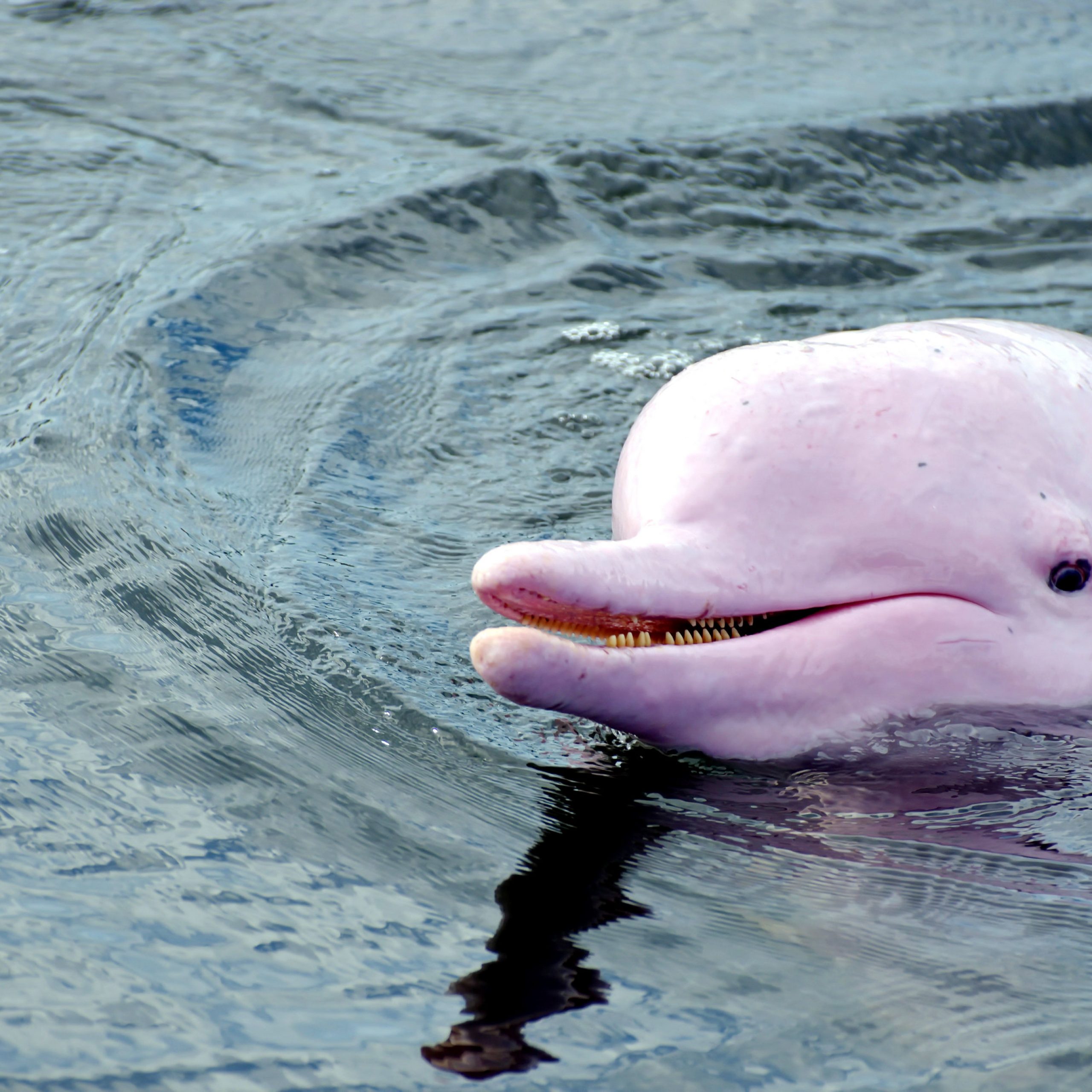 Розовые дельфины