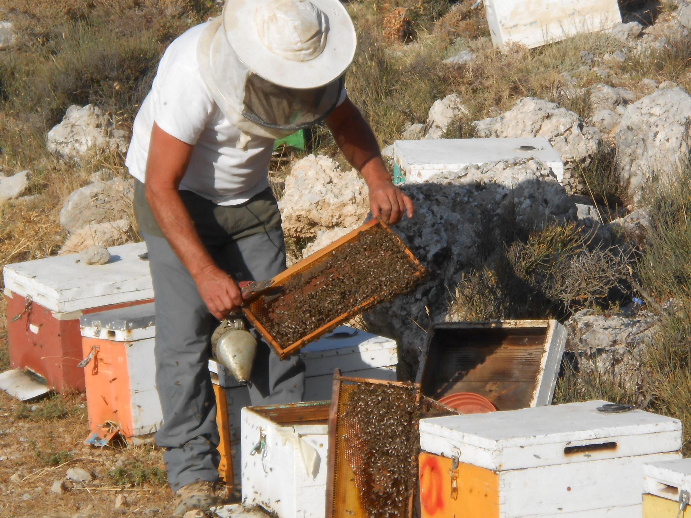 Beehives 1lr