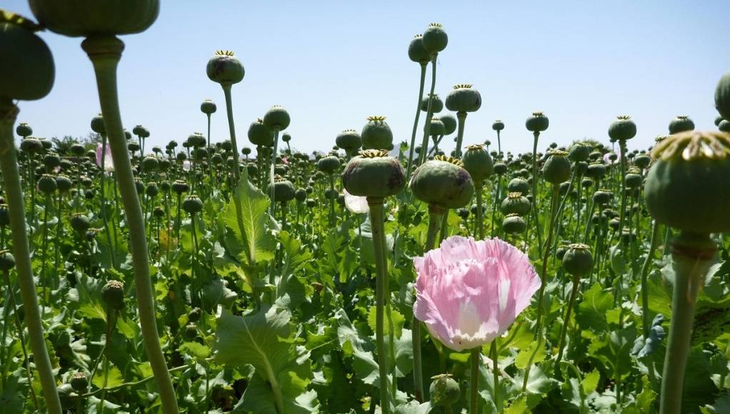 5125020153-0.opium-fields9-1024×768-1022×580