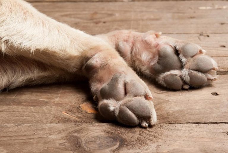 Ηράκλειο: Είχε 66 σκυλιά σε ακατάλληλες συνθήκες