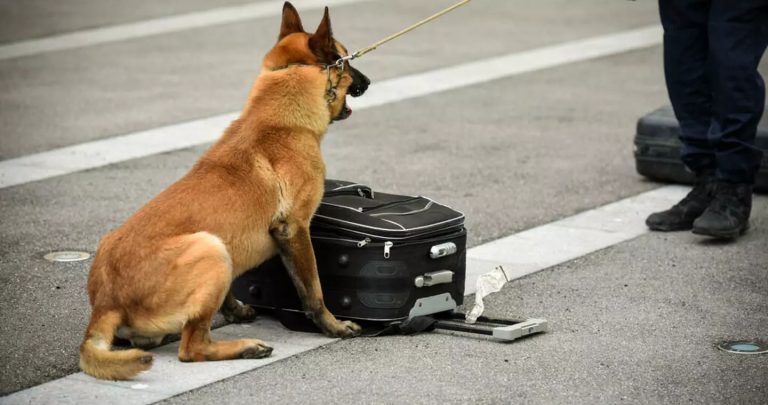 Ημέρα Υιοθεσίας αδέσποτων ζώων στο Δήμο Πλατανιά