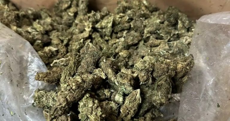 Βρέθηκε φυτεία με δενδρύλλια κάνναβης, αναζητούνται οι ιδιοκτήτες