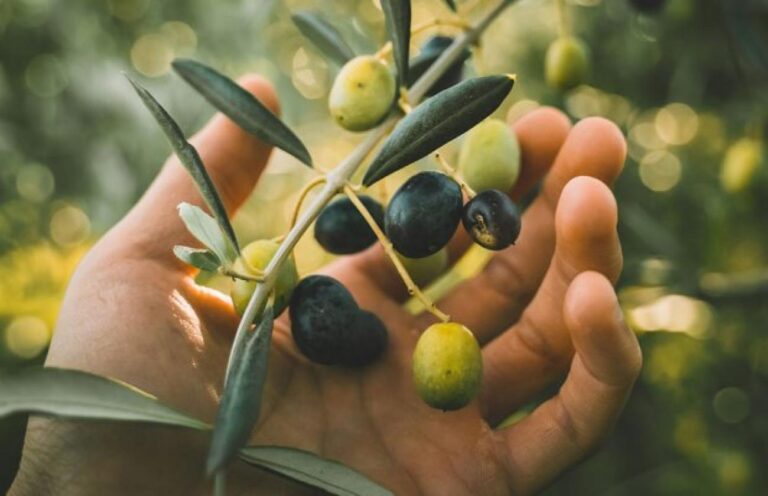 Χανιά: Ομάδα εργασίας για το παγκόσμιο μέλλον των καλλιεργειών φυτικών ελαίων στην ΟΑΚ