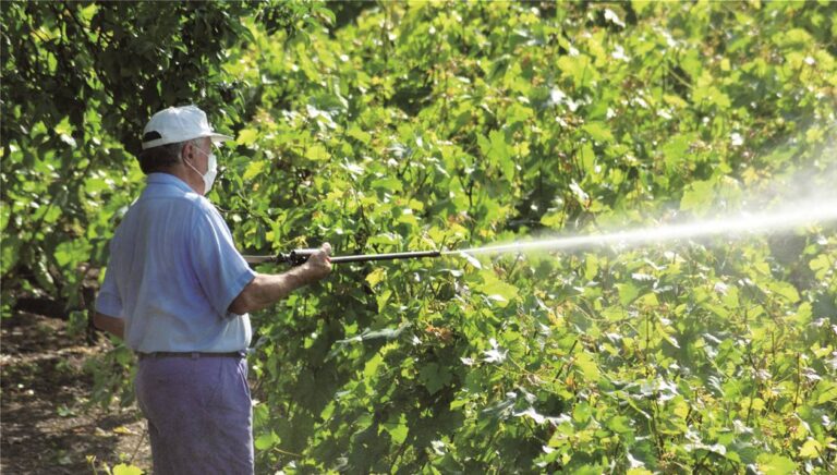 Κρήτη: “Παγίδα” για τα αμπέλια η ζέστη – Δε σταματάει τον περονόσπορο και κάνει και τα έντομα να οργιάζουν!