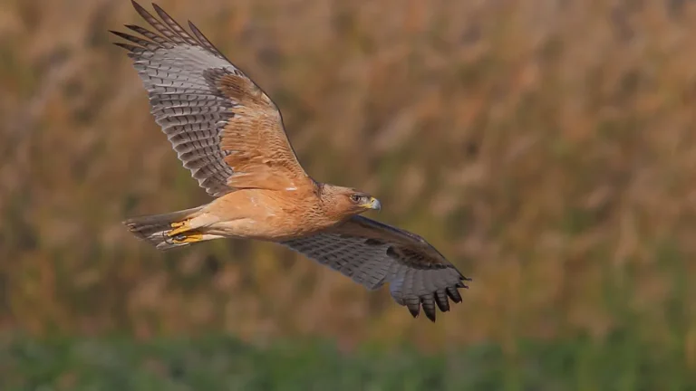 Ηράκλειο: Αυτός είναι ο «Βάιος», ο ακούραστος εξερευνητής σπιζαετός που έχει επισκεφθεί 21 χώρες