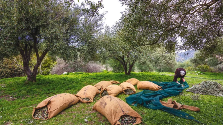 Αντιδρούν οι ελαιοπαραγωγοί για το Ψηφιακό Δελτίο Αποστολής