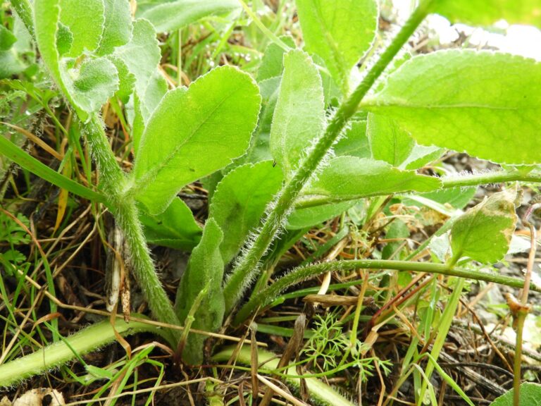 Χανιά: Η πανάρχαια τέχνη της συλλογής άγριων χόρτων αναβιώνει – Ένα οδοιπορικό γεύσης και μνήμης στην ενδοχώρα