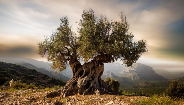 Κρήτη: Η κυβέρνηση εγκατέλειψε τους ελαιοπαραγωγούς
