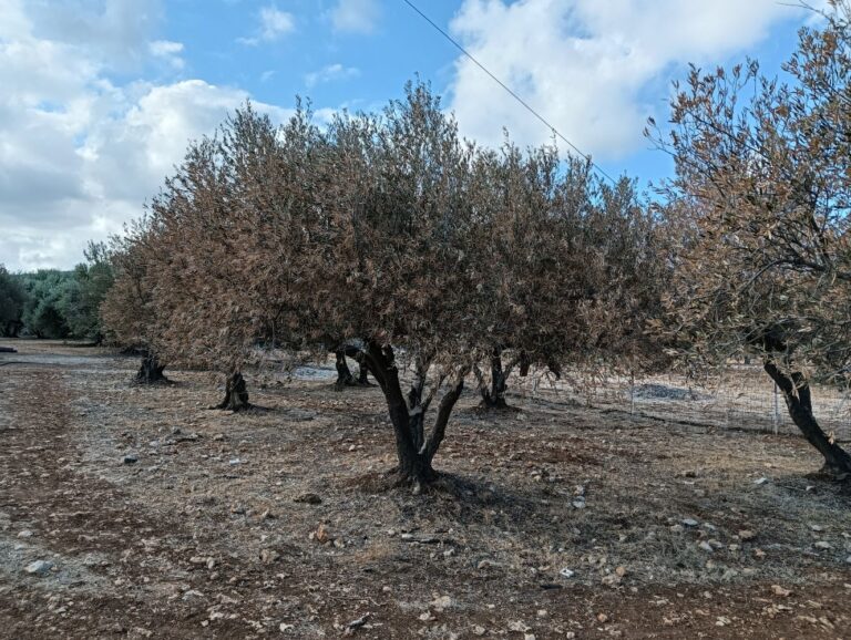 Δακοκτονία: Σταματούν οι ψεκασμοί λόγω έλλειψης υλικών – Κίνδυνος για την ελαιοπαραγωγή στην Κρήτη
