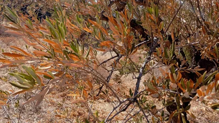 Στην Αθήνα ο φάκελος για τις αποζημιώσεις των ελαιοπαραγωγών στην Κρήτη