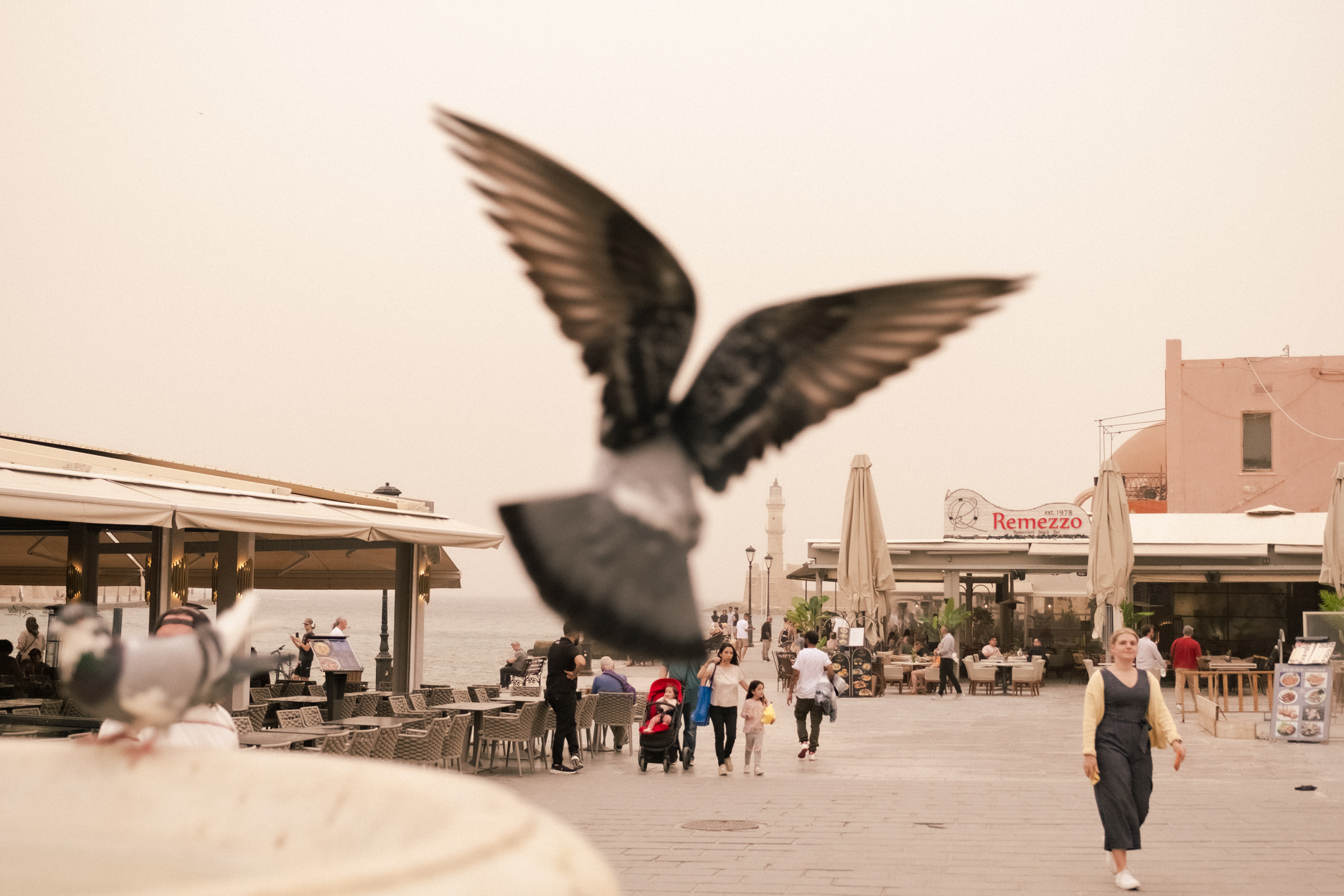 afrikaniki skoni 1_Agonas