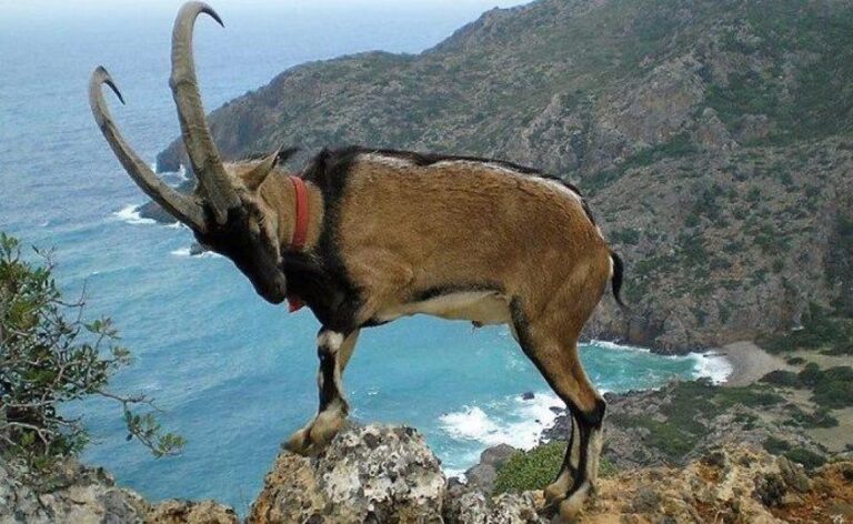 Τώρα που ερευνούν για τη θανάτωση και ψήσιμο προστατευόμενου κρι-κρι στο Φαράγγι της Σαμαριάς μήπως να δουν αν γίνεται κάτι και στα Θοδωρού;