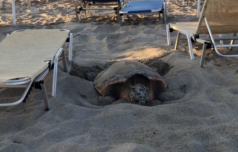 Χανιά: Καρέττα – Καρέττα γέννησε ανάμεσα στα ομπρελοκαθίσματα | Φωτό+Βίντεο