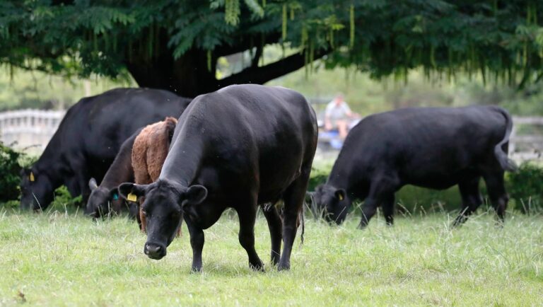 «Απατεώνες, κρατικοδίαιτα παράσιτα, ανάλγητη συμμορία!» – Οργή αγελαδοτρόφων κατά Υπουργείου, ΟΠΕΚΕΠΕ και τεχνικών συμβούλων