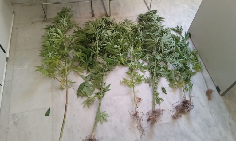 Χανιά: Είχε φυτέψει 7 χασισόδεντρα στο σπίτι του, αλλά τον έπιασαν