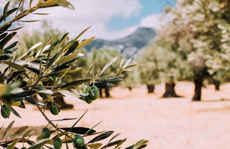 Περιφέρεια Κρήτης: Αίτημα άμεσων αποζημιώσεων για ελαιοπαραγωγούς λόγω κλιματικών επιπτώσεων