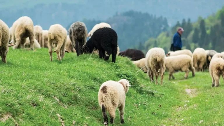 Έως τις 22 Ιανουαρίου παρατείνονται τα προληπτικά μέτρα για την ευλογιά των αιγοπροβάτων στην Κρήτη