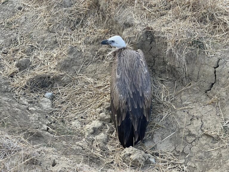 Διάσωση για νεαρό γύπα στο Οροπέδιο Λασιθίου