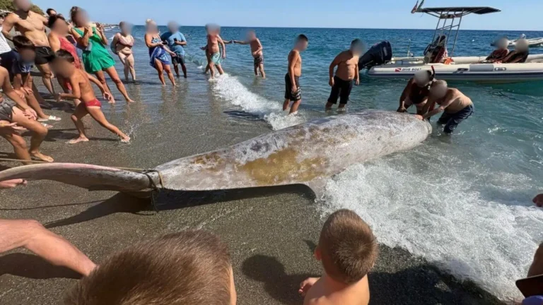 H επίθεση των Ισραηλινών drones νότια της Κρήτης στον στολίσκο για τη Γάζα σκότωσε τα φαλαινοειδή στην Κρήτη;