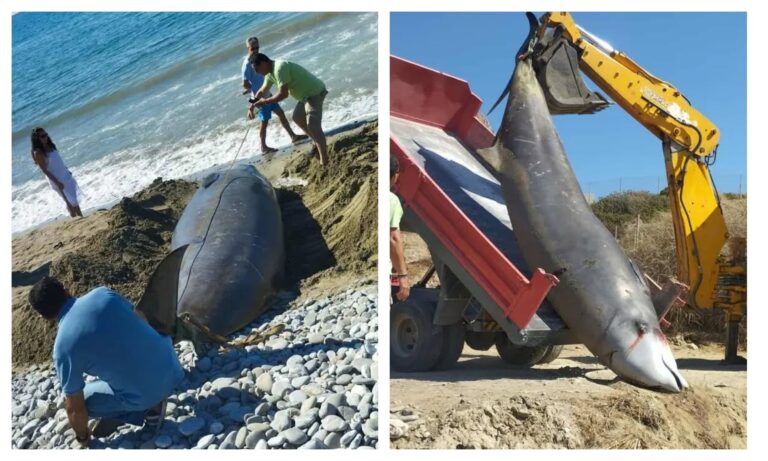 Μαζικός εκβρασμός φαλαινοειδών στη Νότια Κρήτη – Σε κινητοποίηση οι αρχές! | Βίντεο