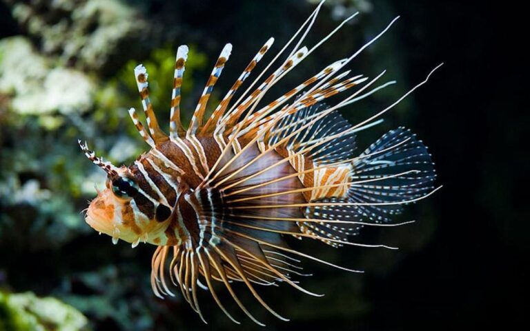 Κρήτη – Λεοντόψαρο: Κυριαρχεί στα νότια παράλια – Προσπάθεια ένταξης στη διατροφή μας!