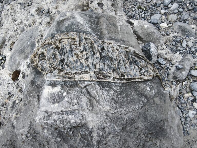 Απολίθωμα ψαριού εντοπίστηκε στη Σαμαριά – Ένα σιωπηλό απομεινάρι αρχαίας θάλασσας κάτω από τα βήματα των πεζοπόρων