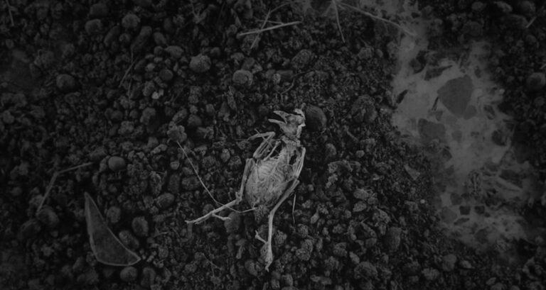 Η «Κουκουβάγια» της Άρτεμις Ανδριώτη: Ένα ντοκιμαντέρ για την απομόνωση, την αντίσταση και τη φύση, κάνει πρεμιέρα στο Φεστιβάλ Χανίων