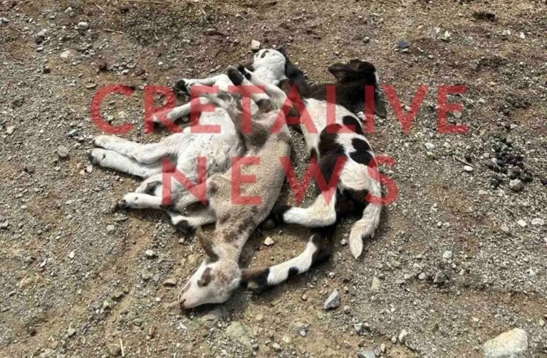 Τι ακριβώς συνέβη με τον έλεγχο του ΟΠΕΚΕΠΕ σε κτηνοτρόφο στην Κρήτη – Νεκρή προβατίνα και τρία νεογέννητα αρνιά