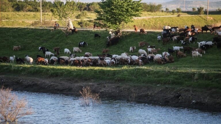 Παρατείνονται τα προληπτικά μέτρα  για την ευλογιά των αιγοπροβάτων στην Κρήτη