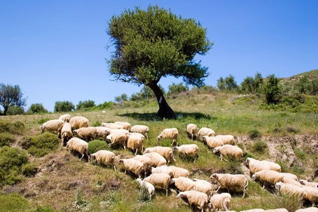 Ο ΟΠΕΚΕΠΕ μπλοκάρει και τα εμβόλια για την ευλογιά των προβάτων