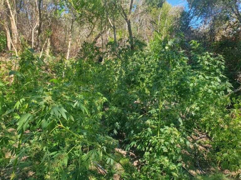 Εντοπίστηκε χασισοφυτεία με 130 δενδρύλλια στον Πλατανιά – Συνελήφθησαν δύο αλλοδαποί