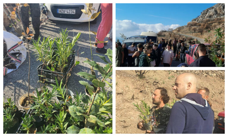 Ασφεντυλές Σελίνου: Η εθελοντική «ασπίδα» που ξαναδίνει ζωή στο καμένο τοπίο – Συγκινητική κινητοποίηση για την αναγέννηση της φύσης