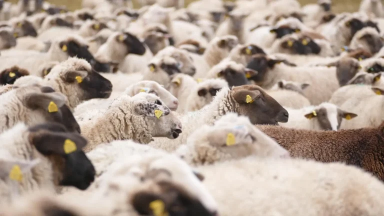 Κρήτη: Θα πέσει… πείνα στα χωριά και την αγορά με την κατάργηση της “τεχνικής λύσης” – Το 80% των παραγωγών μένει εκτός ενισχύσεων – Τι λένε κτηνοτρόφοι