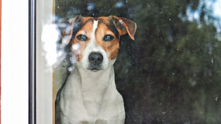 Στη Σουηδία απαγορεύεται να αφήνεις τον σκύλο σου μόνο για περισσότερες από 6 ώρες